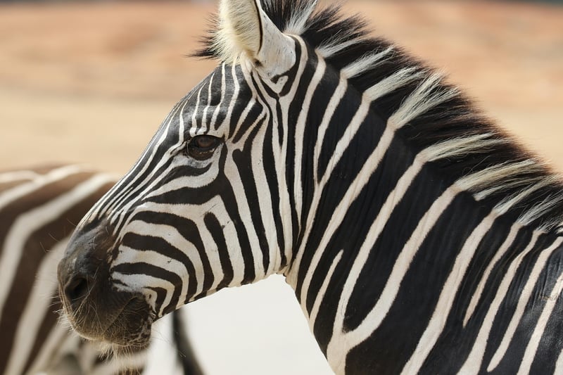 Safari Camp in South Africa